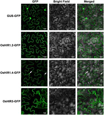 Genome-wide identification and expression profile of HIR gene family members in Oryza sativa L